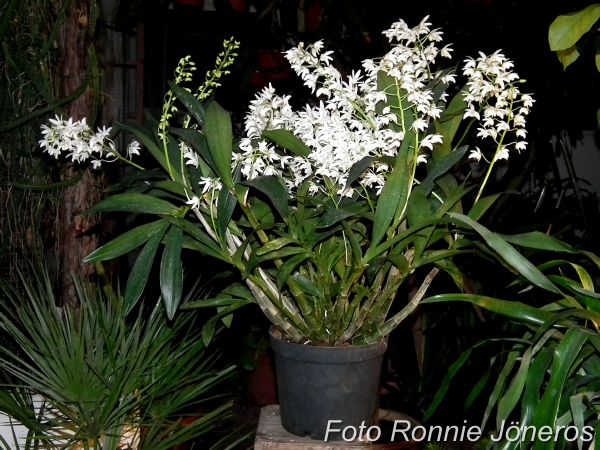 Dendrobium kingianum alba